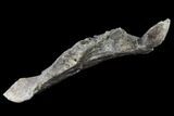 Fossil Hadrosaur (Edmontosaur) Jaw Section - North Dakota #117954-3